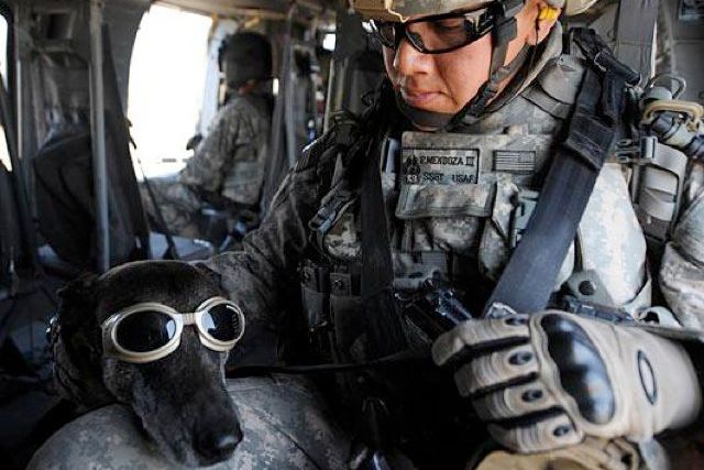 A trainer pets Rico, in doggles, aboard a helicopter.